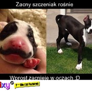 Zaczny szczeniak rośnie
